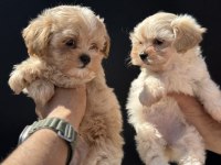 Petmode köpek çiftliğinde ziyarete açık maltipoo