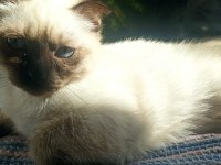 SİYAM ANNE KEDİMİZ VE 2 YAVRUSU SAHİPLENDİRİLECEK