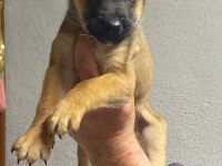 Siyah maskeli belçika kurdu bebekler