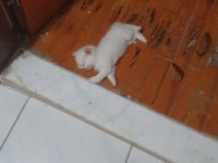 Yavru british shorthair