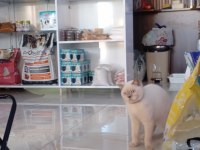 British shorthair kedisi