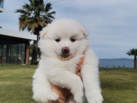 2 aylık pomeranian yavrular