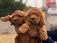 A Kalite Toy Poodle Dişi Erkek Yavrular