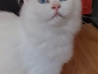 3--4 aylık chinchilla beyaz yavrular