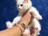 XXXL Bembeyaz Maine Coon Yavrularımız