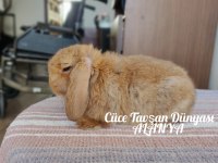 Cüce lop/miniatur lop cüce tavşan çiftliği