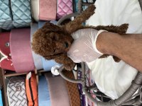 Ömür boyu ırk garantili poodle yavrularımız