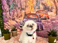 Uygun verilecek british shorthair yavrular