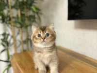 Brıtısh Shorthair Golden Yavrularım