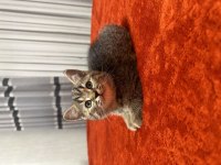 2 aylık erkek british shorthair