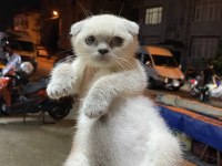 Kitten Blue Point Scottish Fold