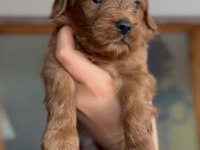 F1 Maltipoo Bebekler