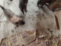 SON KALAN BELÇİKA KURDU YAVRULARI ACELE EDEN ALIR