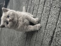 Süper Kalite Teddy Bear British Shorthair