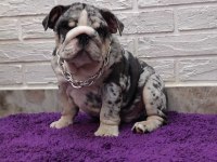 SİTENİN EN GÜZEL İNGİLİZ BULLDOG BEBEKLERİ