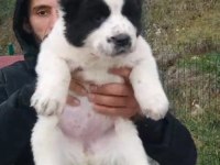 DİKKAT ÇEKEN ALABAY YAVRULARI