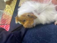 Yavru Guinea Pigimi Sahiplendiriyorum