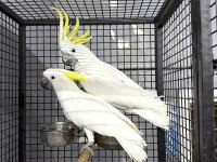 Yavru Garantili Sülfür Kakadu Papağanımız