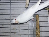 Anne baba albino mutasyon sultan papağanı yavrular