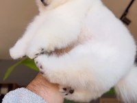 Pomeranian boo köpeğimiz