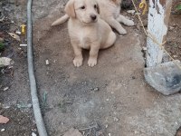 Yazın vazgeçilmez golden retriever meyveleri