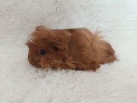 Guinea Pig Bebekler