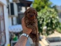 Toy poodle yavru köpeklerimiz