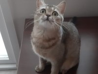 Black Golden British Shorthair