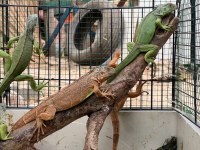 İguana Yeşil ve Mavi Renk Yavrularımız