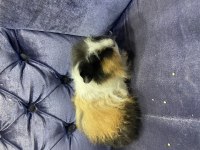 6 aylık erkek ginepig