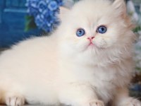 İpeksi tüylü Silver British Longhair 