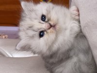 British longhair/ British shorthair