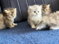 A kalite british longhair yavrularımız