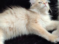 British Golden Kedimiz