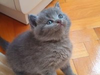 GRİ ŞEKERİLİNKOO KEDİMİZ