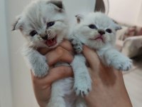 Yavru scottish fold kediler