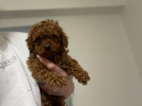 Red brown erkek poodle yavrular