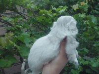 Yavru pekinez köpekler