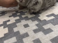 Evcil yavru british shorthair