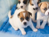 JACK RUSSEL YAVRULARI