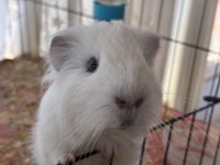 Erkek yetişkin guinea pig açıklamayı okuyun