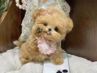 Aranılan Yavru Maltipoo