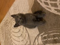 Dişi yavru british shorthair