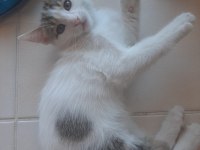 Oyuncu sevimli iki tane yavru tekir kedi SAHİPLENDİRME