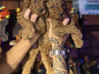 DEV POODLE SEÇKİN YAVRULAR