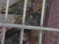 Satılık sultan papağanları