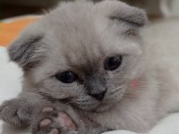 Scottish fold blue point