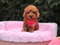 Orjinal Toy Poodle Yavruları