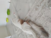 Yavru kedime acil yuva arıyoruz
