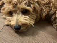 8 aylık maltipoo oğlumuz coco yeni yuva arıyor